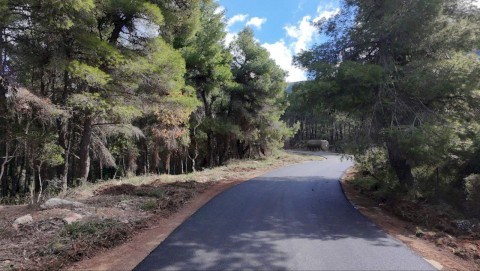 Ολική ασφαλτόστρωση 2.5 χιλιομέτρων στον οικισμό Αγίας Παρασκευής στο Κριεμάδι Βιλίων. Τέλος στην εγκατάλειψη: Τα έργα συνεχίζονται – 40 χρόνια μετά, νέα άσφαλτος στα Βίλια