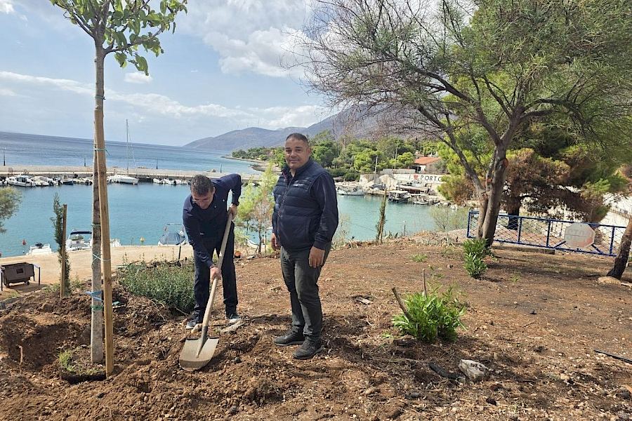 Πόρτο Γερμενό από την δέσμευση στην πράξη: Ξεκίνησαν οι δεντροφυτεύσεις από τη δημοτική αρχή του Αρμοδίου Γ. Δρίκου